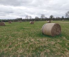 Hay bales for sale