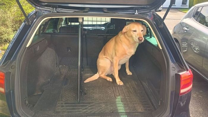 Vw passat dog guard and boot divider