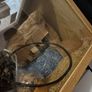 Lizard tank Image 3