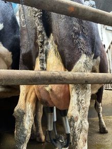 Freshly calved cows