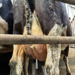 Freshly calved cows