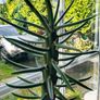 Large Spanish Cactus Image 2