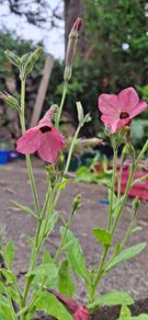 Nicotiana plant