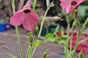 Nicotiana plant