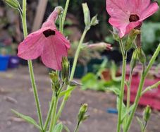 Nicotiana plant