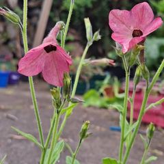 Nicotiana plant