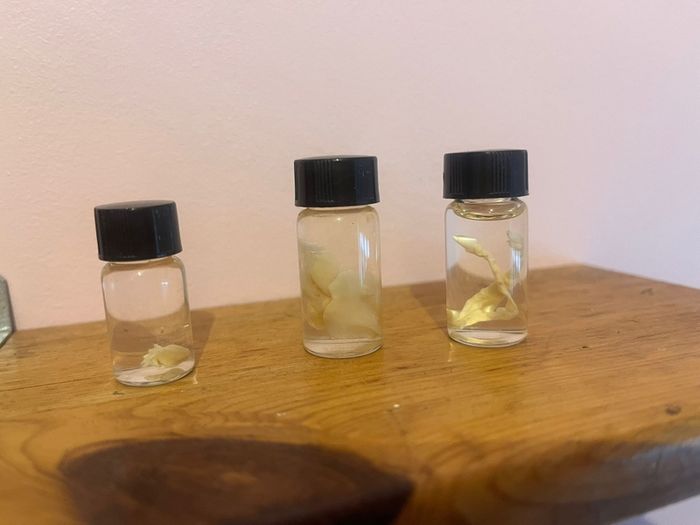Taxidermy Specimens