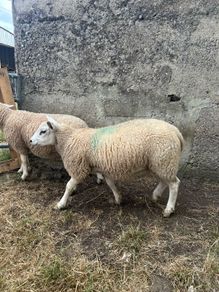 Ewe Lambs