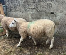 Ewe Lambs