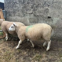 Ewe Lambs