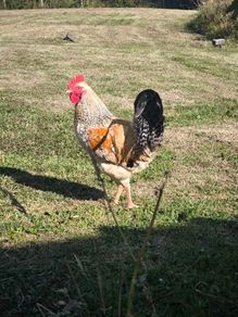 rooster