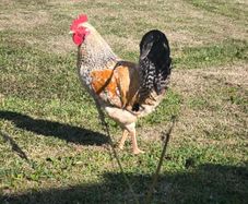 roosters