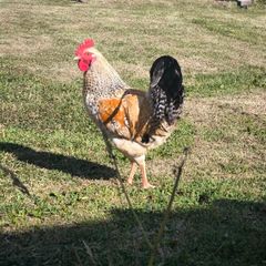 roosters