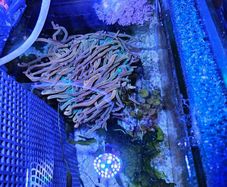 anemone