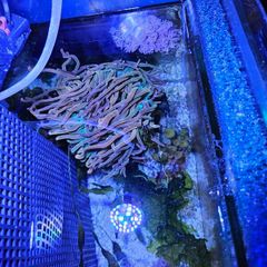 anemone