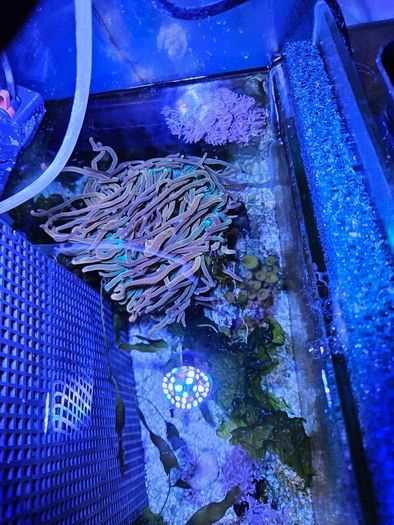 anemone