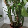 Monstera plant Image 3