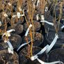 White currant 5l pot available in September 2024 Image 2