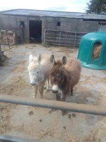 Donkeys