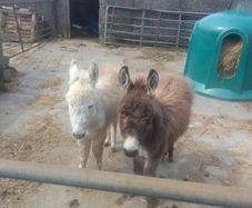 Donkeys