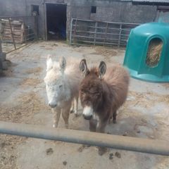 Donkeys