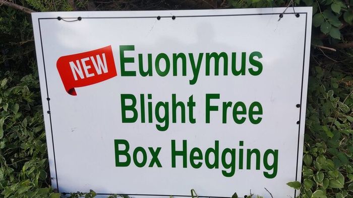 Blight resistant Box Hedging just 5 euro