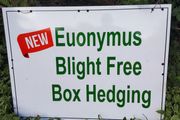 Blight resistant Box Hedging just 5 euro