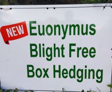 Blight resistant Box Hedging just 5 euro