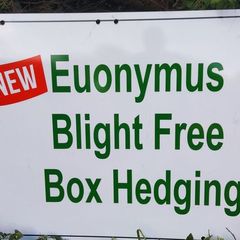 Blight resistant Box Hedging just 5 euro