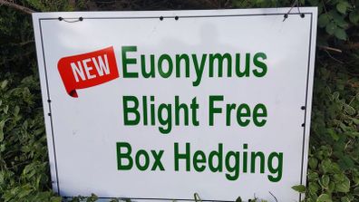 Blight resistant Box Hedging just 5 euro