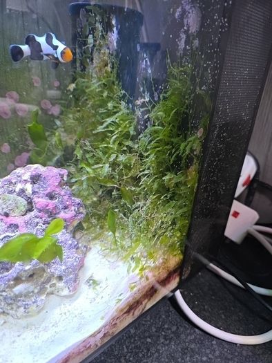fluval nano marine marcoalgie tank