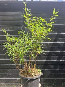 Black stem bamboo