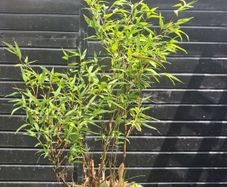 Black stem bamboo