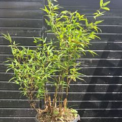 Black stem bamboo