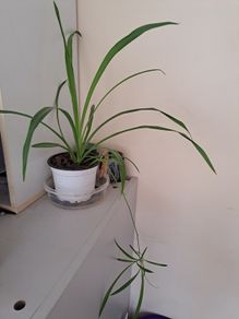 Spider plant