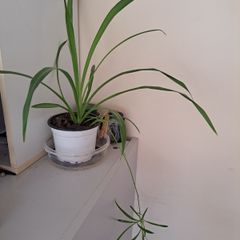 Spider plant