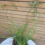 House Plants Image 3