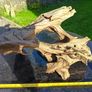 Malaysian bogwood Image 3