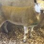 Ram Image 3