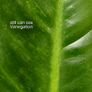 Philodendron Subhastatum Variegated Image 5