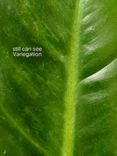 Philodendron Subhastatum Variegated