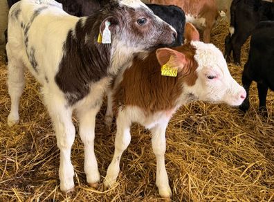 Heifer calves for sale