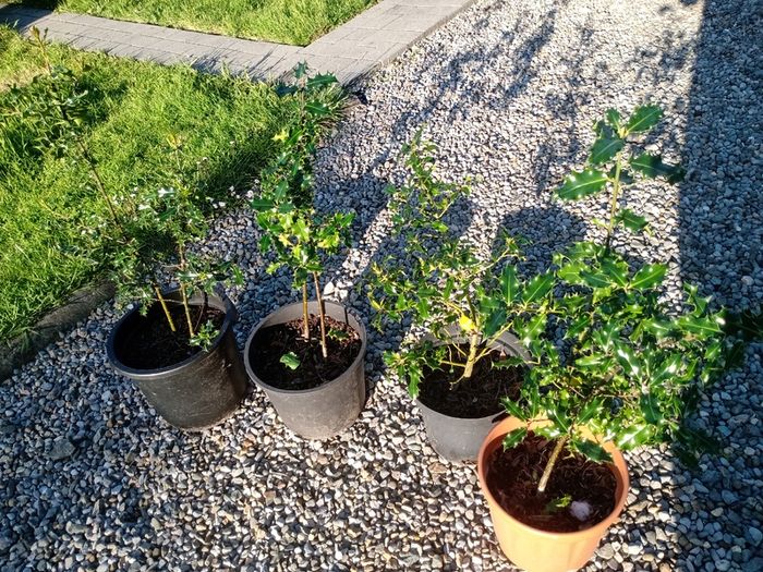 Native Holly plants in pots