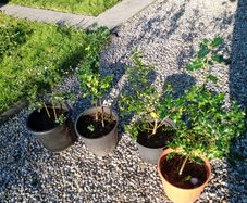 Native Holly plants in pots