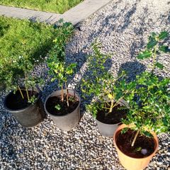 Native Holly plants in pots