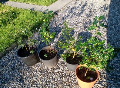 Native Holly plants in pots