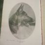 The Alsatian Wolf Dog Image 5