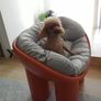 BRAND NEW Backrest Chair Children Chairs Designer Elephant Leg Plastic Leisure Image 3
