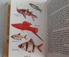 Vintage book tropical fish 1976
