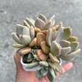 plant Image 3